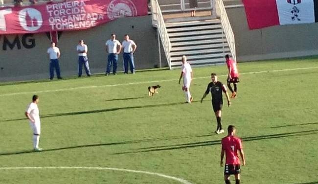 Cachorro invasor chamou a atenção durante o jogo. FOTO: Bruno Ribeiro.